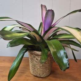 Bromeliad