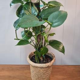 6" Pothos