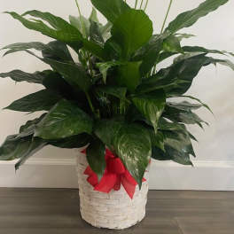 White peace lilies in a basket with a red ribbon