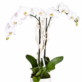 White orchid plant in a white pot with decorative branches