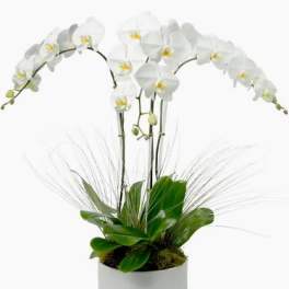 White orchid plant in a round white pot