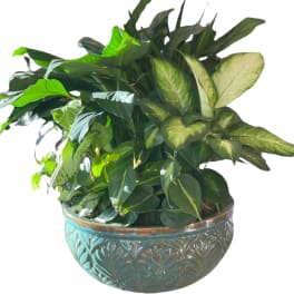 Lush green houseplant arrangement in a decorative ceramic bowl