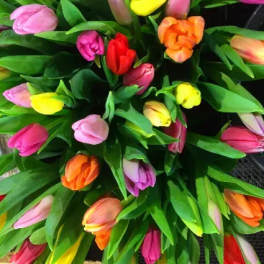 Hand-tied Tulip Bouquet