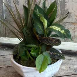 Dish Garden