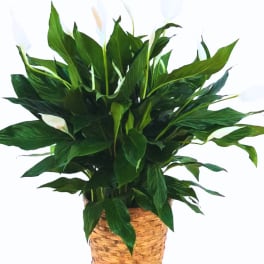 White peace lilies in a woven basket planter