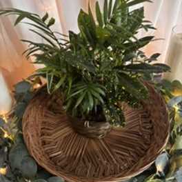 6" Dish Garden