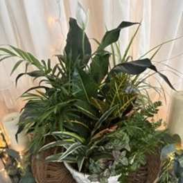 8" Dish Garden