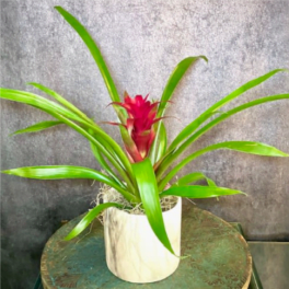 Potted bromeliad with red bloom in a white container