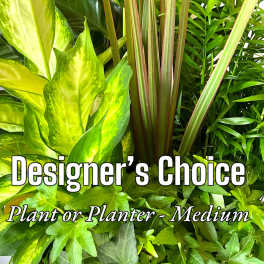 Mixed green houseplants with broad and narrow leaves