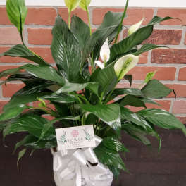 Potted peace lily arrangement with white blooms and glossy green leaves
