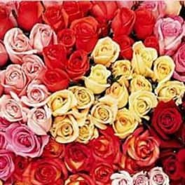 Roses for a Year!
