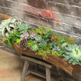 Succulent Driftwood (NOT AVAILABLE FOR SAME DAY DELIVERY)