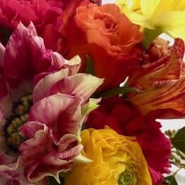 Designers Choice (Bright Colors)