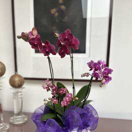 Purple orchids arranged in a white pot with a purple mesh bow