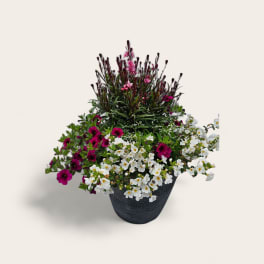 Perfect patio pot