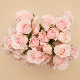 Bouquet of pale pink roses against a beige background
