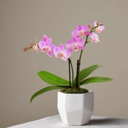 Someone Like You Pink Orchid