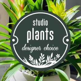 Potted tropical plants with long green and yellow leaves