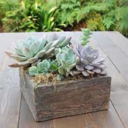 Succulent Garden in a Rustic