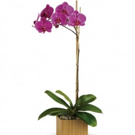 Purple orchid plant in a square wooden planter