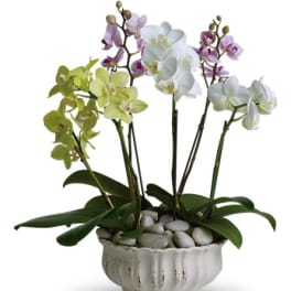 Potted orchids in white, purple, and green with a ceramic planter