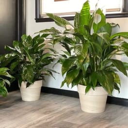 Three potted green houseplants in white containers