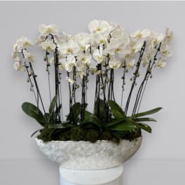 Orchid Love Boat
