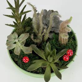 Succulent planter in a shallow green bowl with red mushroom decorations