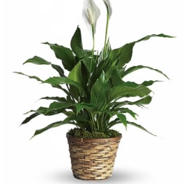 6" Peace Lilly