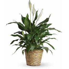Potted peace lily plant with white blooms in a woven basket