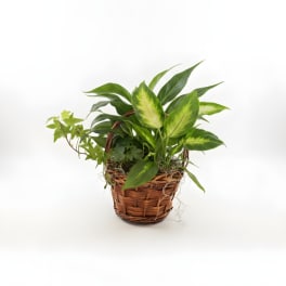 Small Plant Basket