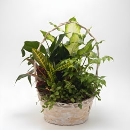 Medium Plant Basket