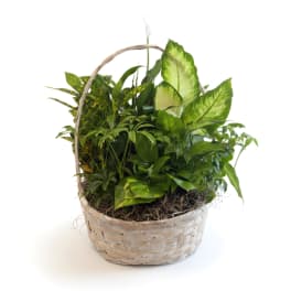 Large Plant Basket