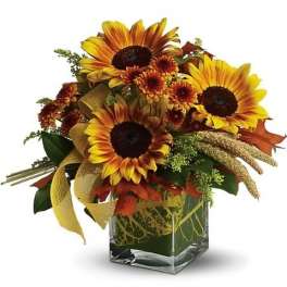 Funflowers