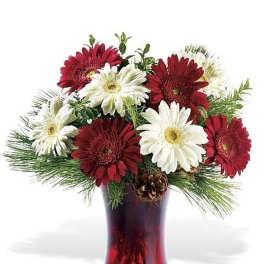 Arrangement of red and white gerbera daisies with pine branches and pinecones in a red glass vase