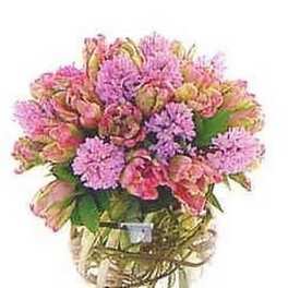 Hyacinth & Tulip Fun