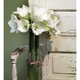Lovely Amaryllis