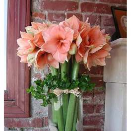 Tall glass vase of peach amaryllis with green stems, foliage, and stones at the base