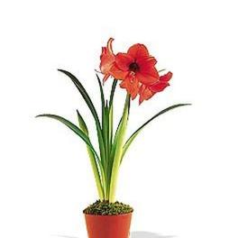 Potted red amaryllis plant with tall green leaves in an orange container