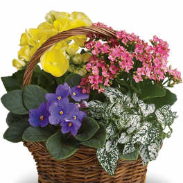 Basket of yellow, pink, and purple flowering plants with variegated leaves in a wicker basket