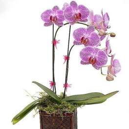 Potted pink and white phalaenopsis orchid plant in a square woven brown basket with moss at the base.