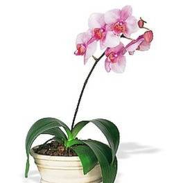 Potted pink orchid plant with arching blooms in a low white ceramic dish.