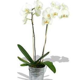 Potted white orchid plant in a tall silver metal container
