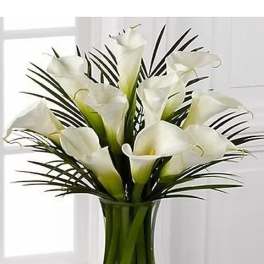 Endless Elegance Callas