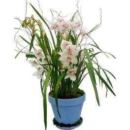 Tall potted white cymbidium orchid plant with long green leaves in a light blue pot