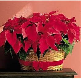 Red poinsettia plant in a woven basket with a red ribbon bow