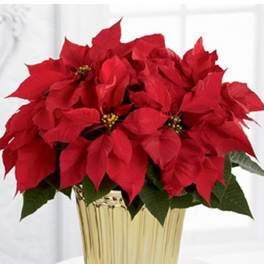 Red poinsettia plant in a shiny gold pot