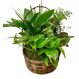Basket of assorted green houseplants in a woven basket