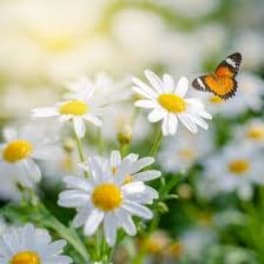 White daisies with yellow centers and a butterfly in a soft-focus field
