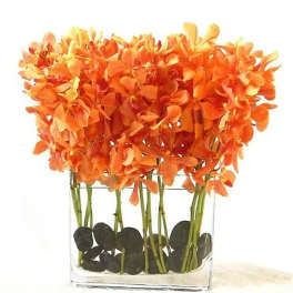 Mokara Orchid Cube